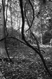 Entwined 11